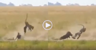 Video: Dám tấn công lợn rừng con, báo đốm bị lợn rừng bố mẹ húc bay lên không trung