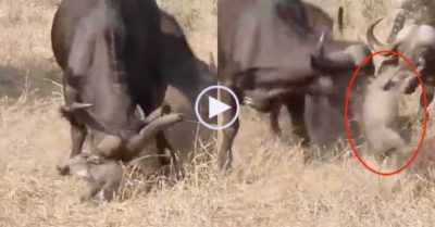 Video: Trêu chọc nghé con rồi thách thức trâu lớn, lợn lòi bị húc văng khỏi mặt đất