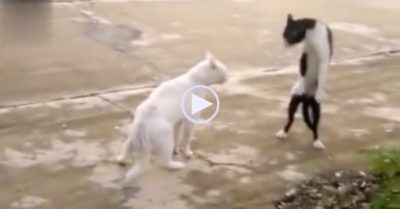 Video: Mèo đen nhảy Michael Jackson ra oai với mèo trắng