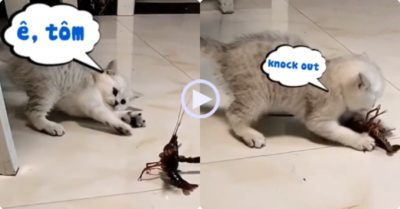 Video: Mèo con knock out tôm càng lật ngửa trong một nốt nhạc