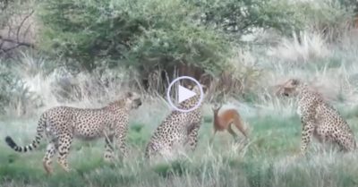 Video: Nai con tìm cách thoát thân khi bị bầy báo lớn trêu đùa