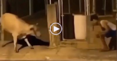 Video: Con bò giật mình ngã lăn ra đất vì bị nam thanh niên dọa