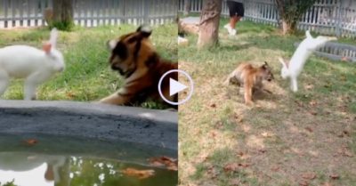 Video: ‘Chúa sơn lâm’ chóng mặt khi liên tục né đòn của thỏ