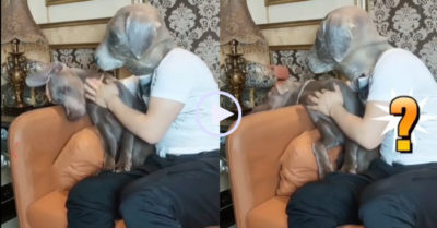 Video: Thấy chủ nhân đội mặt nạ làm cún lớn, chú chó ‘diễn’ ngất xỉu hài hước