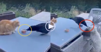 Video: Quạ liều lĩnh lấy thức ăn từ mèo rồi đút cho chó đứng bên dưới