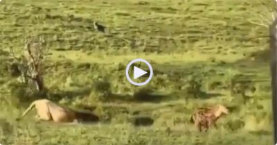 Video: Trượt ngã khi đang rượt đuổi con mồi, sư tử đành ngồi yên một chỗ ‘chữa ngượng’