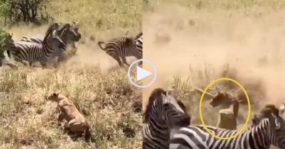 Video: Đánh liều số mệnh sà vào bầy ngựa vằn săn mồi, sư tử bị giẫm đạp trọng thương