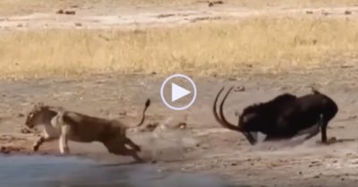 Video: Bị con mồi dùng sừng đâm vào da, sư tử vội nhảy xuống nước để giữ mạng