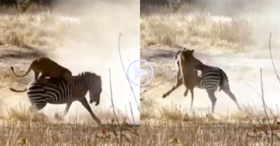 Video: Leo lên lưng nhằm hạ gục ngựa vằn, sư tử bị hành cho khổ sở