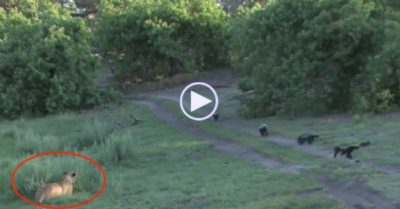 Video: Bầy lửng mật cong đuôi bỏ chạy khi bị sư tử phục kích giữa đường