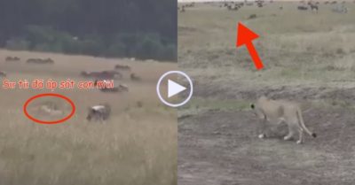 Video: Sư tử ‘ngụy trang’ hoàn hảo, áp sát linh dương đầu bò rồi tung chiêu hiểm