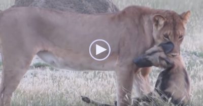 Video: Chó hoang ‘diễn’ giả chết khi bị sư tử ngoạm chặt ở cổ và kết cục bất ngờ
