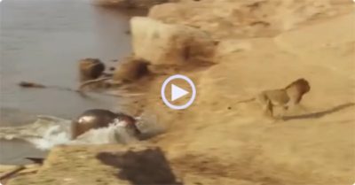 Video: Sư tử quay đầu bỏ chạy khi hà mã hùng hổ lao tới