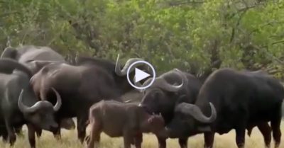 Video: Dám săn nghé con, bầy sư tử ‘ê chề’ khi hứng cơn cuồng nộ từ trâu mẹ