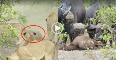 Video: Trâu rừng đánh đuổi 14 sư tử tránh xa xác nghé con, rồi bày tỏ sự đau buồn