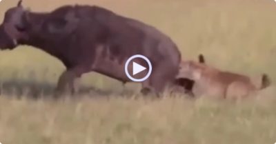 Video: Bị hai con linh cẩu háu đói kết hợp hạ sát, trâu rừng nhận kết cục thảm