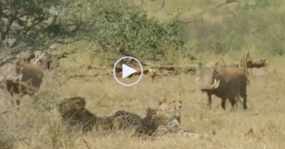 Video: Lợn bướu ngông cuồng tiến đến gần ‘trêu ngươi’ bầy báo săn