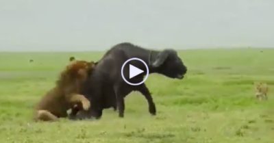 Video: Sư tử đực chồm lên lưng trâu rừng 800kg rồi tung đòn hiểm