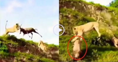 Video: Sư tử ‘bay’ từ trên cao xuống vồ bắt linh dương