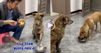 Video: Chú chó xin cơm thịt từ chủ nhưng không ăn mà nhường hết cho bạn đời