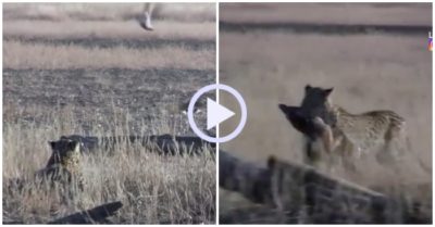 Video: Mải bắt chim, chó rừng bị báo hoa mai ngoạm cổ lôi đi