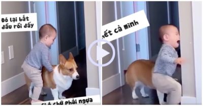 Video: Cún cưng cam chịu khi em bé ngồi lên lưng