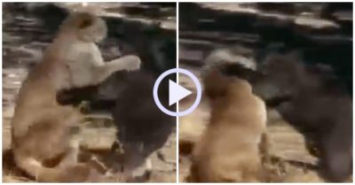 Video: Dồn gấu đen vào đường cùng, báo sư tử nhận kết cục đau đớn