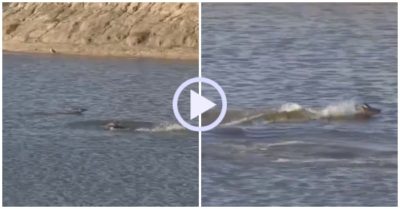 Video: Thấy linh dương bị cá sấu truy đuổi, hà mã lao tới giải cứu nhưng bất thành