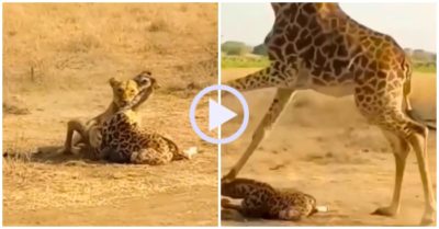 Video: Hươu cao cổ lao tới giải cứu con non trước nanh vuốt sư tử