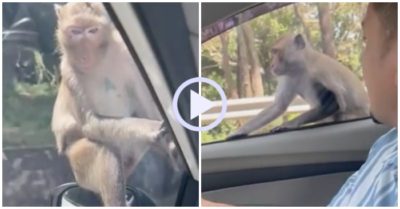 Video: Du khách hoảng hốt vì bị hai chú khỉ xin ‘đi nhờ’