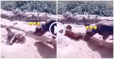 Video: Chó PitBull nổi quạu khi bị khỉ dùng chân khiêu khích