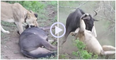 Video: Linh dương đầu bò bất ngờ phản công khiến sư tử hoảng hốt bỏ chạy