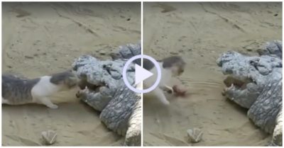 Video: Mèo liều lĩnh cướp thức ăn từ miệng cá sấu