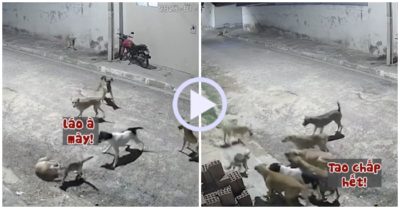 Video: Cậy đông hiếp yếu, chú chó hung hăng bị mèo mẹ tát sái quai hàm