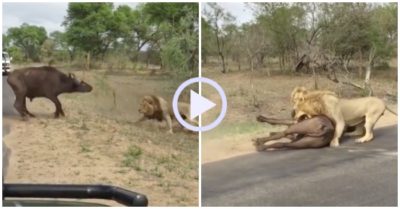 Video: Biết không thể chạy thoát, trâu rừng quay ngoắt lại đối đầu sư tử