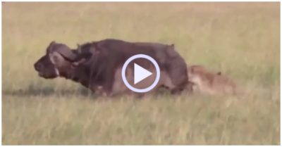 Video: Trâu rừng to lớn bị hai linh cẩu đói hạ gục