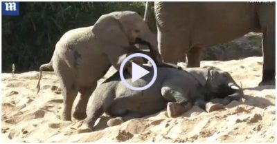 Video: Đang ngủ say, voi con bị em trèo lên người gọi dậy