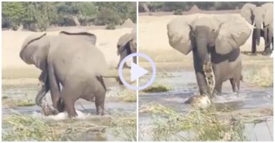 Video: Cá sấu trả giá bằng cả tính mạng vì dại dột tấn công voi