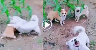 Video: Bắt nạt đồng loại, chú chó giả vờ bị đánh ở chân khi chủ tới