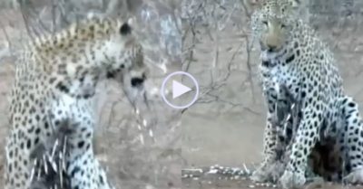 Video: Tưởng nhím dễ xơi, báo hoa mai tấn công để rồi nhận kết cục đau đớn