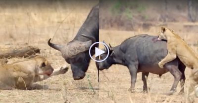 Video: Trâu rừng trúng kế và lọt vào vòng vây của bầy sư tử
