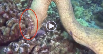 Video: Cá chình tấn công bạch tuộc dưới đáy biển