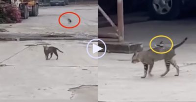 Video: Chim bay lên hạ xuống mổ khiêu khích mèo