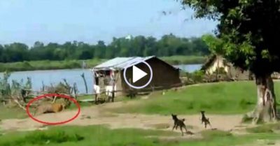 Video: Hai chú chó ngăn hổ dữ vào làng tấn công trẻ em