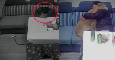 Video: Chú chó an ủi khi chủ nhân buồn