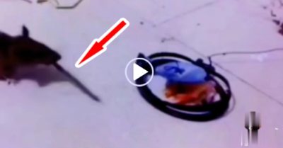 Video: Chuột dùng que gỗ phá bẫy trong tích tắc