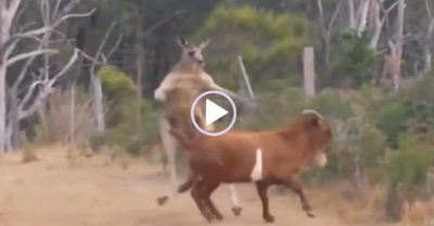 Video: Dê núi nén đau khi liên tục chạy vòng quanh trêu kangaroo