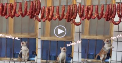 Video: Mèo gọi lạp xưởng xuống để ăn nhưng mãi không được