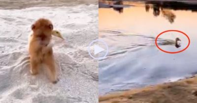 Video: Cún chân ngắn tha vịt chạy lon ton đưa ra hồ để bơi