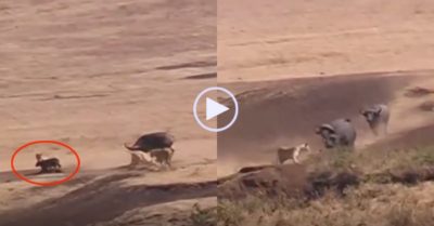 Video: Trâu mẹ đối đầu với bầy sư tử để bảo vệ con và cái kết đầy kịch tính